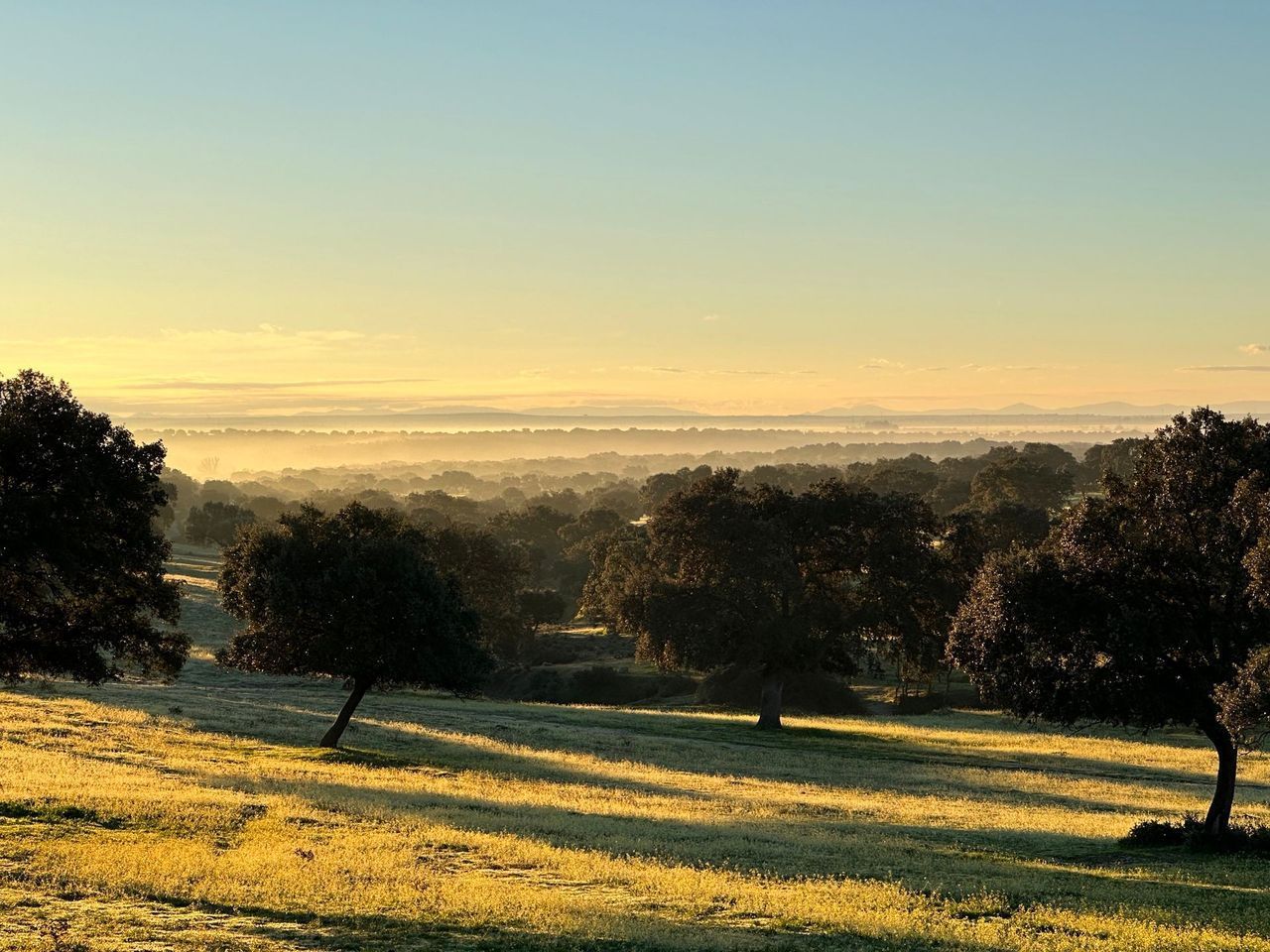 Golden sunrise over the dehesa with long oak tree shadows