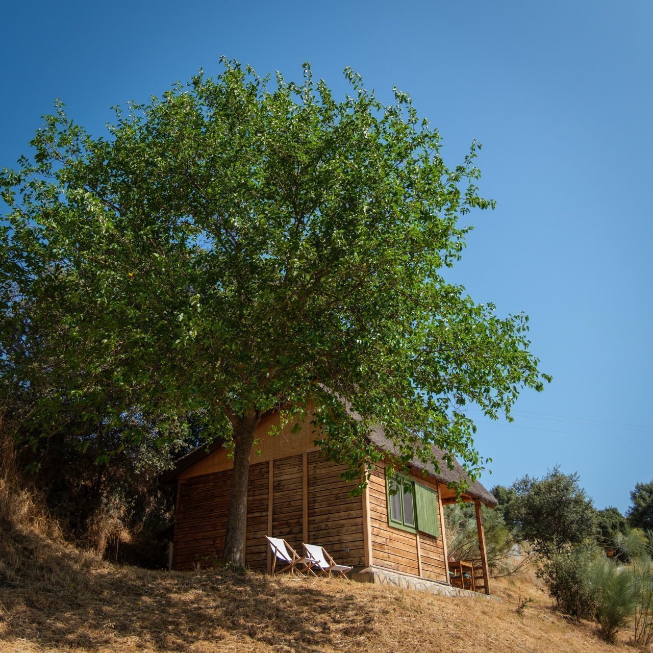 Tumbonas a la sombra de una higuera junto a una cabaña de madera en Hamlet's Friends
