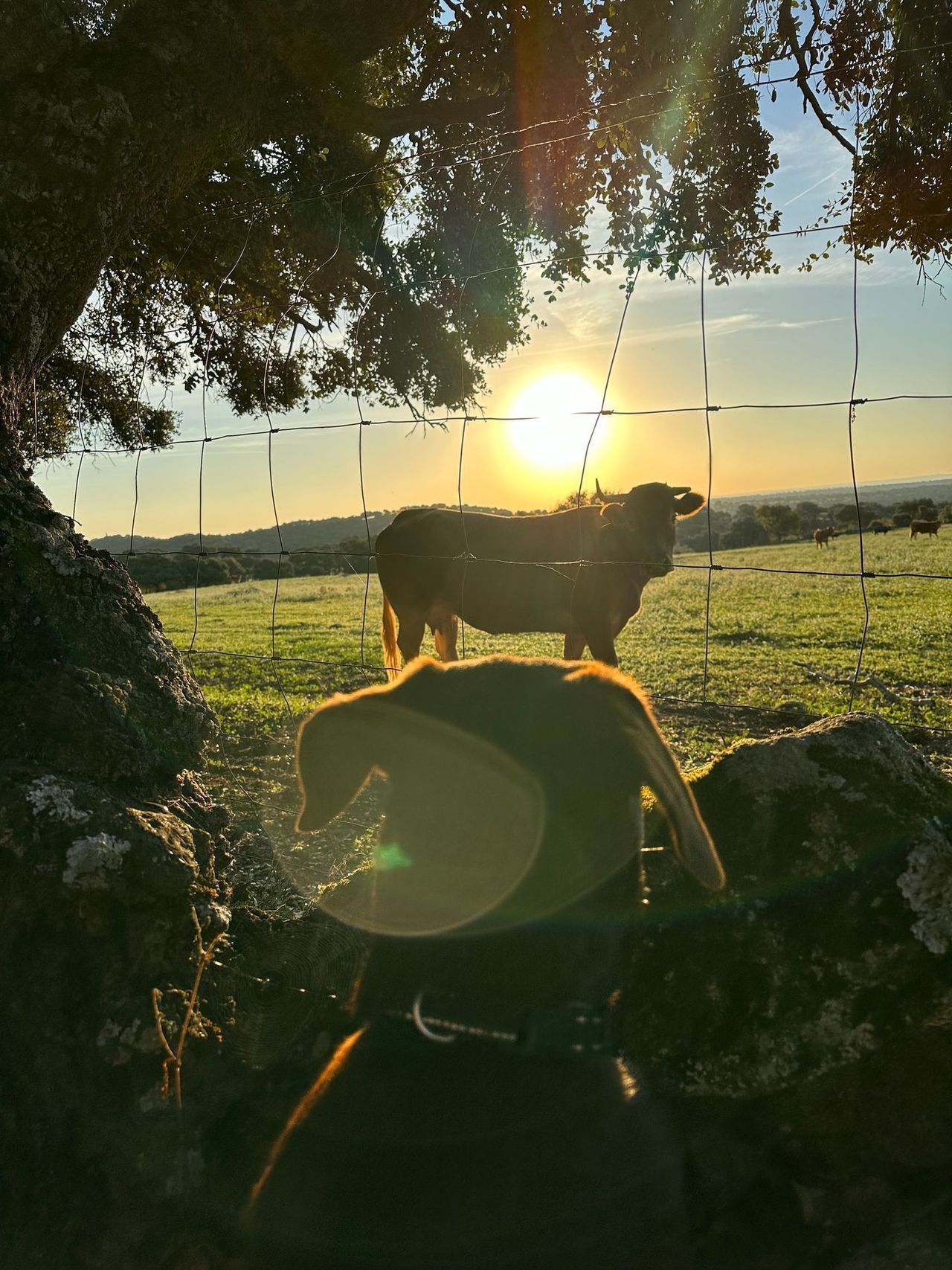Moo and bark
