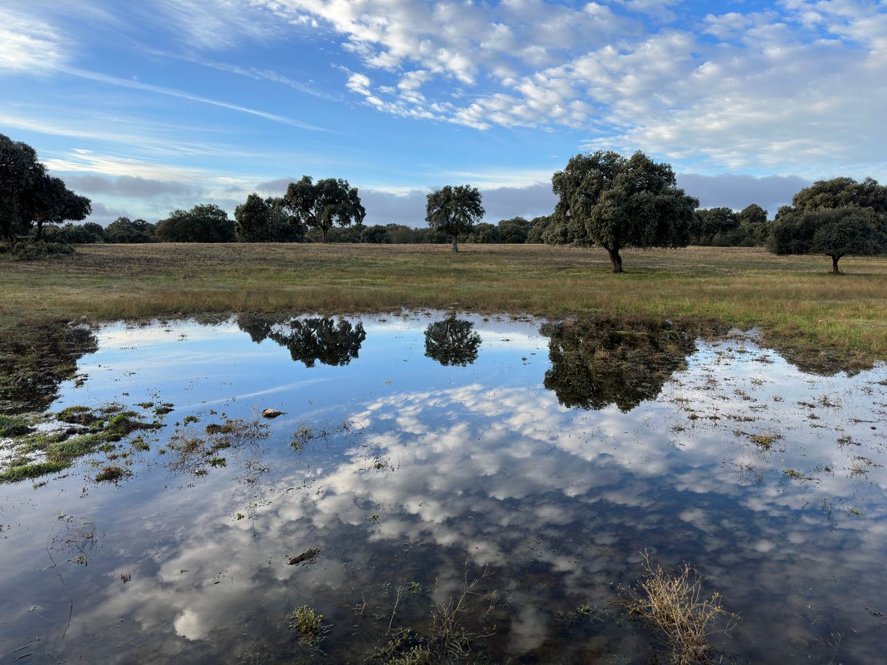 A winter pool in the dehesa near Nuño Gómez reflecting holm oaks and cloud
