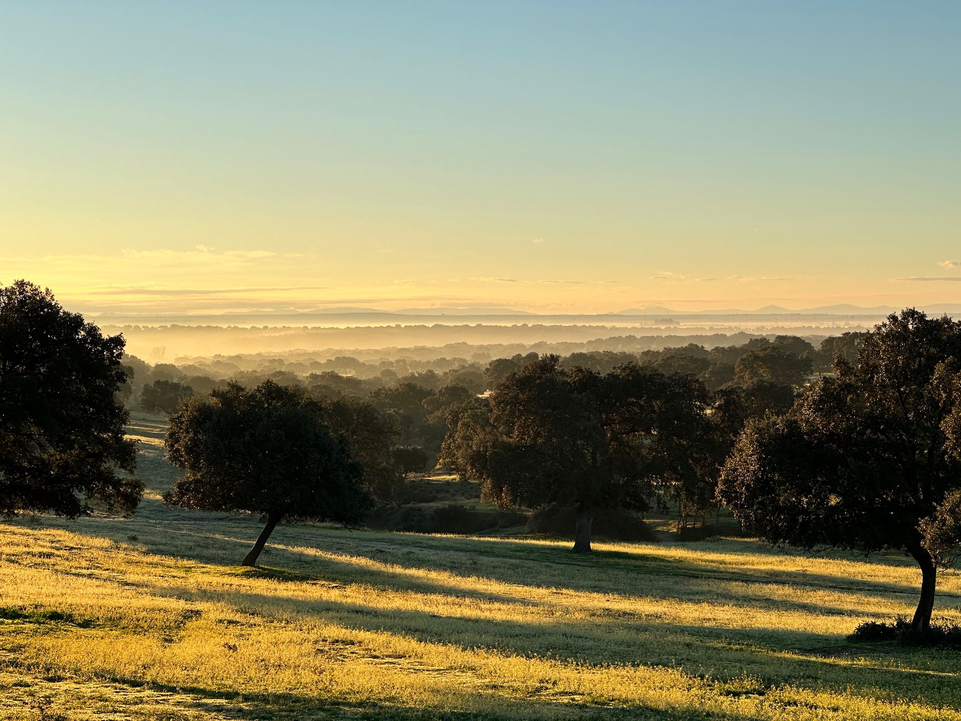 Sonnenaufgang über der Steineichen-Dehesa bei Nuño Gómez, lange Schatten über bereiftem Gras und die Sierra de San Vicente am Horizont