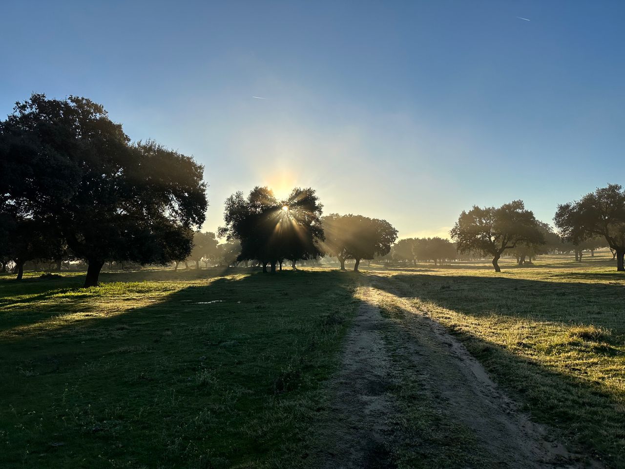 Ein Feldweg durch die Steineichen-Dehesa bei Sonnenaufgang, Nebel zwischen den Bäumen bei Nuño Gómez