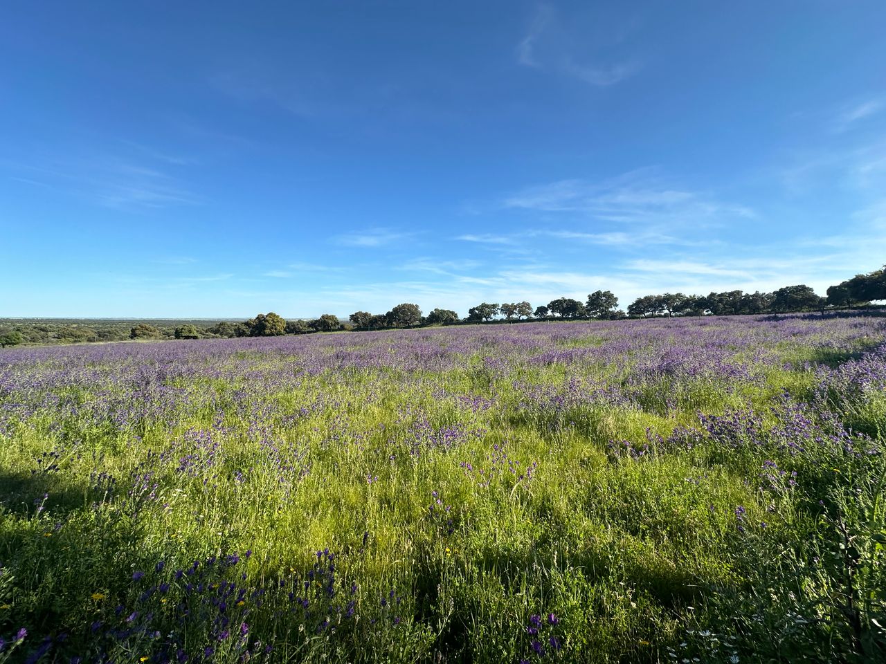 Violette Wildblumen auf einer Frühlingswiese unter den Steineichen bei Nuño Gómez